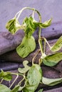 Fresh Green Leaves of Scindapsus Aureus Marble queen Royalty Free Stock Photo