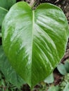 fresh green leaves, selective focus. green leaf background top view.