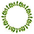 Fresh green leaves of Siberian peashrub in a round frame