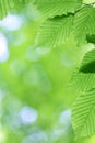 Fresh green leaves with smooth bokeh