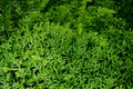 Fresh green leaves of spike moss in the wild