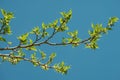Fresh green leaves sprouting on branches under a vivid blue sky Royalty Free Stock Photo