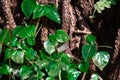 A fresh green leaves sticked on a big tree trunk Royalty Free Stock Photo