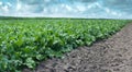 fresh leaves on sugarbeet field, planting in rows