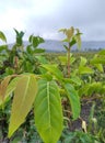 Fresh green leaves on sunny mornings that grow wild on the side of rice fields.