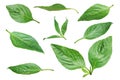 Fresh Green Leaves of Sweet Basil, Thai Basil Isolated on White Background with Clipping Path Royalty Free Stock Photo