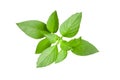 Fresh green leaves of Thai lemon basil or hoary basil tropical h Royalty Free Stock Photo