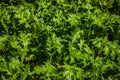 Fresh green leaves of thistles in bright sunlight