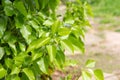 Fresh green leaves