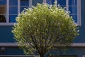 fresh green leaves tree on colorful city facades Royalty Free Stock Photo