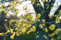 Fresh green leaves of tree Royalty Free Stock Photo