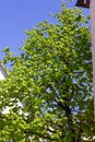 fresh green leaves tree on white city facades Royalty Free Stock Photo