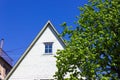 fresh green leaves tree on white city facades Royalty Free Stock Photo