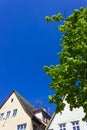 fresh green leaves tree on white city facades Royalty Free Stock Photo