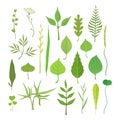 Fresh green leaves from trees, shrubs and grass set for label design. Nature and ecology, cartoon detailed colorful