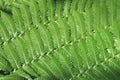 Fresh Green Leaves of Tropical Fern Natural Pattern Background Royalty Free Stock Photo