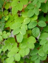 Fresh green leaves under sunlight