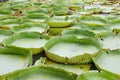 Fresh green leaves of Victoria waterlily in the water Royalty Free Stock Photo