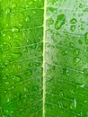 Fresh green leaves with water droplets after the rain, day sun light Royalty Free Stock Photo
