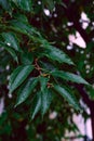 Fresh green leaves with water drops after rain. Natural background. Vertical orientation Royalty Free Stock Photo