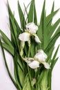 Fresh green leaves ,white iris flowers and dew drops.Beautiful natural background Royalty Free Stock Photo