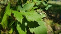 Fresh green leaves of wild grapevine with water drops after rain. Wet green leaf closeup with blurred green foliage background. Royalty Free Stock Photo