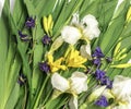 Fresh green leaves , yellow lily buds,white iris flowers,blue bells and dew drops.Beautiful natural background Royalty Free Stock Photo