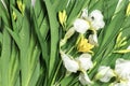 Fresh green leaves , yellow lily buds,white iris flowers and dew drops.Beautiful natural background Royalty Free Stock Photo