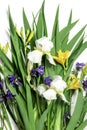 Fresh green leaves , yellow lily buds,white iris flowers and dew drops.Beautiful natural background Royalty Free Stock Photo