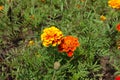 Fresh green leaves and yellow and red flower heads of Tagetes patula Royalty Free Stock Photo