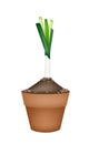 Fresh Green Leek in Ceramic Flower Pots