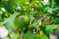 Fresh Green Lemon Fruit Hanging from Tree Royalty Free Stock Photo