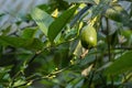 Fresh green lemon hanging in a lemon tree in the garden. It is also known as Nimboo, Lebu, Nimbu, Limbura, Nim bura Royalty Free Stock Photo