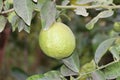 Fresh green lemon limes on tree in organic garden.Lime tree with fruits closeup Royalty Free Stock Photo