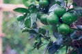 Green lemon organic limes on tree Royalty Free Stock Photo