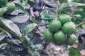 Fresh green lemon organic limes on tree Royalty Free Stock Photo