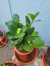 Fresh green lemon plant in a pot
