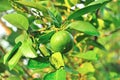 Fresh green lemon on tree