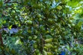 Fresh green lemon on lemon tree Citrus medica in the outdoor nature on a beautiful sky clouds day background