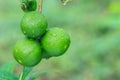 Fresh green lemon with water drop on tree and green blur background Royalty Free Stock Photo