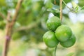 Fresh green lemon with water drop on tree and green blur background Royalty Free Stock Photo