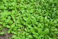 close up fresh green lettuce agriculture, healthy food Royalty Free Stock Photo