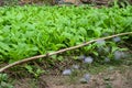 close up fresh green lettuce agriculture, healthy food Royalty Free Stock Photo