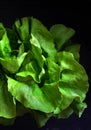 Fresh green lettuce on black background