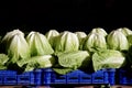 Fresh green lettuce on a blue tray in a Turkish market.