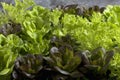 Fresh green lettuce, close up. Royalty Free Stock Photo