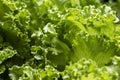 Fresh green lettuce close up. Royalty Free Stock Photo