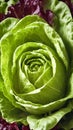 Fresh green lettuce close up. Healthy food background. Royalty Free Stock Photo