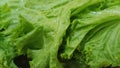 Fresh green lettuce complements food