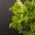 Fresh green lettuce Royalty Free Stock Photo